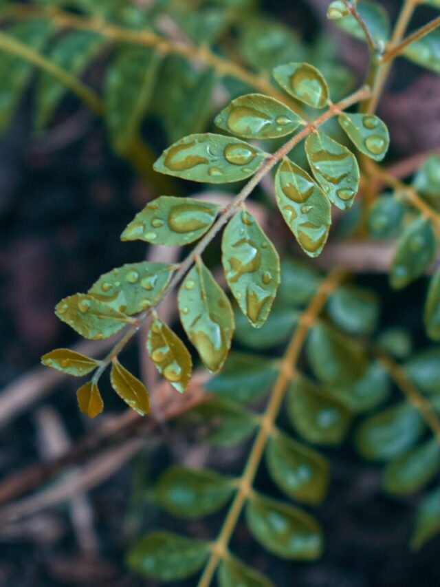 curry leaf plant