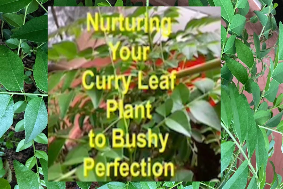 gamthi curry leaf plant