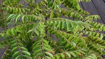 gamthi curry leaf plant