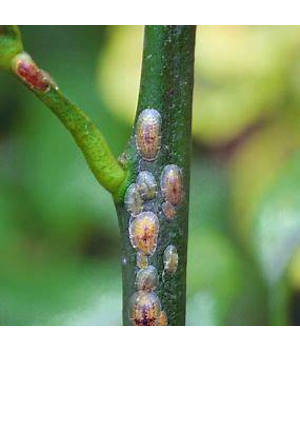 scale infestation curry leaf plant